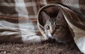 痩せたい人へ！簡単に出来る太らない為の正月太りの予防法は？