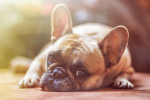 頬・顔・首のたるみ！広頸筋によるブルドッグフェイスの改善と治し方